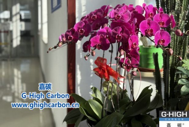 蝴蝶蘭綻活力，政企情暖新春
